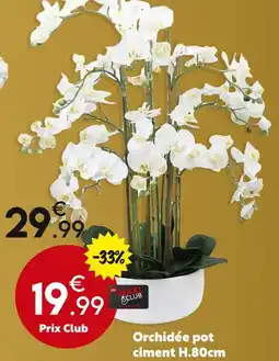 Maxi Bazar Orchidée pot ciment offre