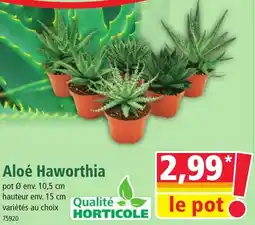 Norma Aloé Haworthia offre