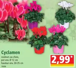 Norma Cyclamen offre