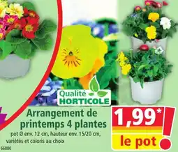 Norma Arrangement de printemps 4 plantes offre