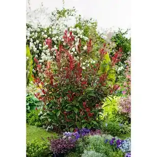 Carrefour Photinia red robin offre