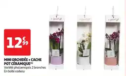 Auchan Supermarché Mini orchidée + cache pot céramique offre