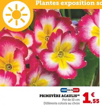 Super U Primevère acaulis offre