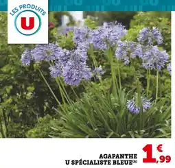 Super U U Agapanthe spécialiste bleue offre