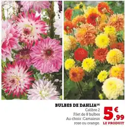 Super U Bulbes de dahlia offre