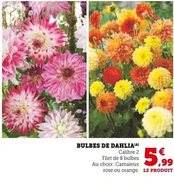 Super U Bulbes de dahlia offre