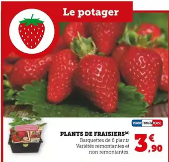 Super U Plants de fraisiers offre