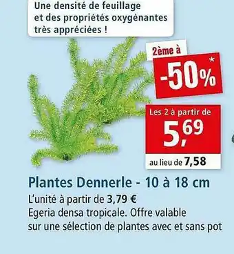 Maxi Zoo Plantes Dennerle - 10 à 18 Cm offre