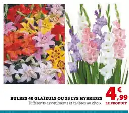 Hyper U Bulbes 40 glaïeuls ou 25 lys hybrides offre