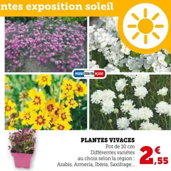 Hyper U Plantes vivaces offre