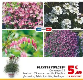 Hyper U Plantes vivaces offre