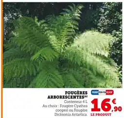 Hyper U Fougères Arborescentes offre