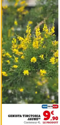 Hyper U Genista tinctoria jaune offre