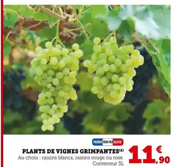 Hyper U Plants de vignes grimpantes offre