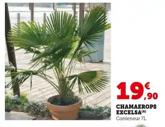 Hyper U Chamaerops excelsa offre