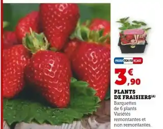 Hyper U Plants de fraisiers offre