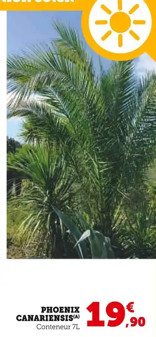 Hyper U PHOENIX CANARIENSIS offre