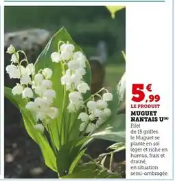 Hyper U U Muguet nantais offre