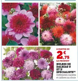 Hyper U U et U SPÉCIALISTE Bulbes de Dahlias offre