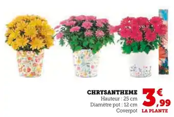 Hyper U Chrysantheme offre