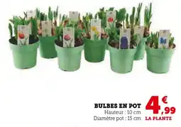 Hyper U Bulbes en pot offre