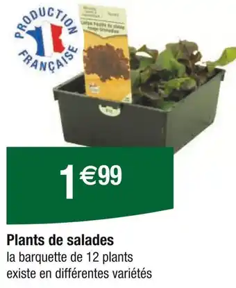 Carrefour Plants de salades offre