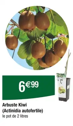 Carrefour Arbuste Kiwi (Actinidia autofertile) offre