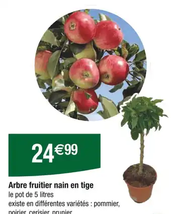 Carrefour Arbre fruitier nain en tige offre