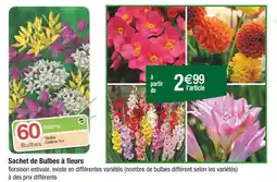 Carrefour Sachet de Bulbes à fleurs offre