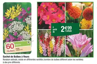 Carrefour Sachet de Bulbes à fleurs offre