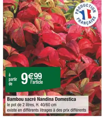 Carrefour Bambou sacré Nandina Domestica offre