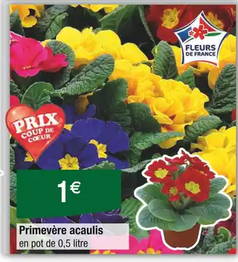 Carrefour Primevère acaulis offre