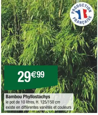 Carrefour Bambou Phyllostachys offre