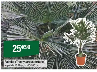 Carrefour Palmier (Trachycarpus fortunei) offre