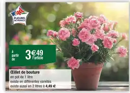 Carrefour Œillet de bouture offre