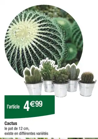 Carrefour Cactus offre