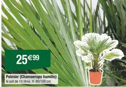 Carrefour Palmier (Chamaerops humilis) offre