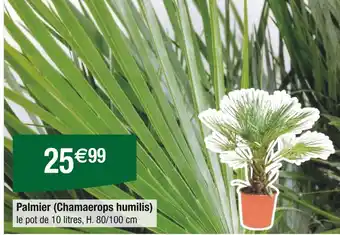 Carrefour Palmier (Chamaerops humilis) offre