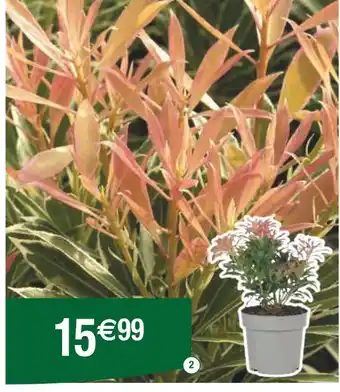 Carrefour Pieris Japonica offre