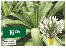 Carrefour Yucca jewel offre