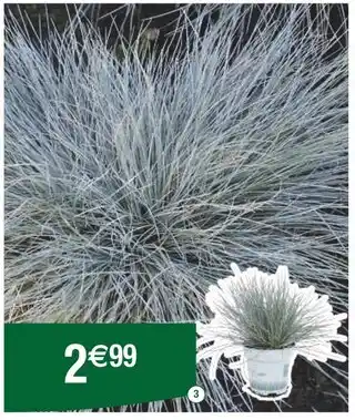 Carrefour Festuca glauca compact blue offre