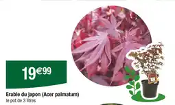 Carrefour Erable du japon (Acer palmatum) offre