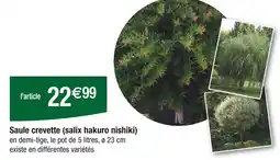 Carrefour Saule crevette (salix hakuro nishiki) offre