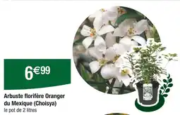 Carrefour Arbuste florifère oranger du mexique (choisya) offre