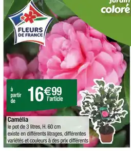 Carrefour Camélia offre