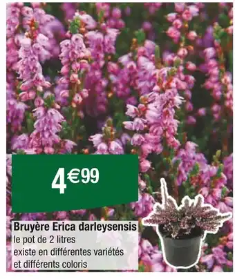 Carrefour Bruyère Erica darleyensis offre