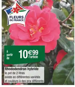 Carrefour Rhododendron hybride offre