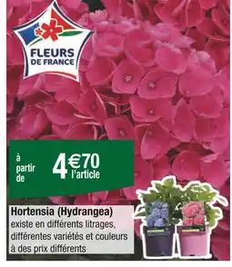 Carrefour Hortensia (Hydrangea) offre