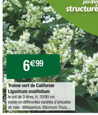 Carrefour Troène vert de Californie Ligustrum ovalifolium offre