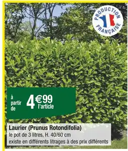 Carrefour Laurier (Prunus Rotondifolia) offre